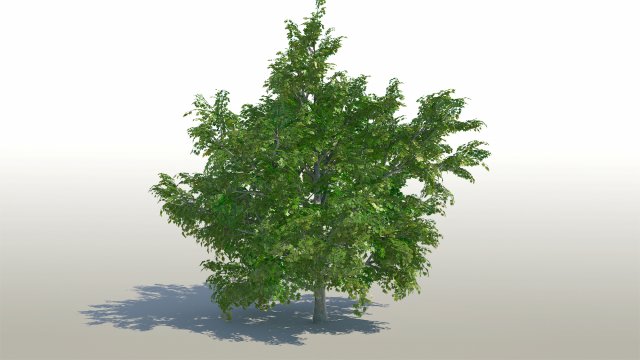 maple acer tree 02 archviz 3D 모델 .c4d .max .obj .3ds .fbx .stl .blend 