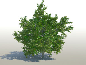 maple acer tree 02 archviz 3D Model