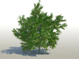 esdoorn Acer Tree 02 archviz 3D Model