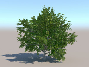 maple acer tree 02 archviz 3D 모델
