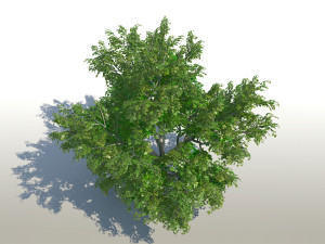 maple acer tree 02 archviz 3D 모델