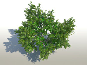 maple acer tree 02 archviz 3D 모델