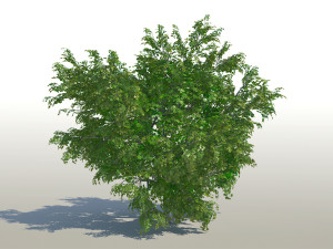 maple acer tree 02 archviz 3D 모델