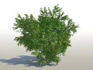 maple acer tree 02 archviz 3D Model