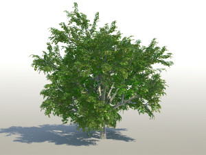maple acer tree 02 archviz 3D 모델