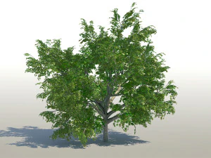 maple acer tree 02 archviz 3D Model
