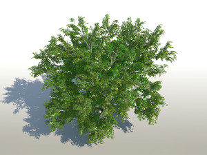 maple acer tree 02 archviz 3D 모델
