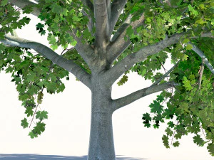 maple acer tree 02 archviz 3D Model
