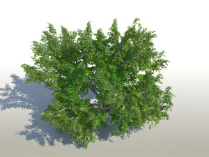 maple acer tree 02 archviz 3D 모델