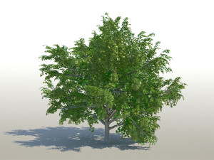 maple acer tree 02 archviz 3D 모델