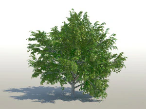 maple acer tree 02 archviz 3D Model