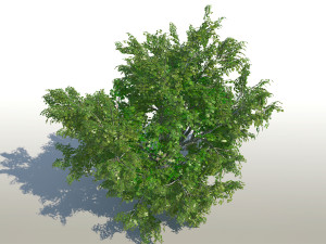 maple acer tree 02 archviz 3D 모델