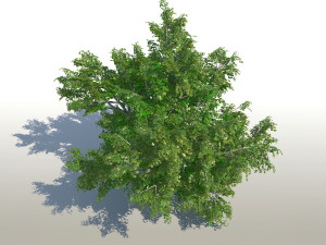 maple acer tree 02 archviz 3D 모델