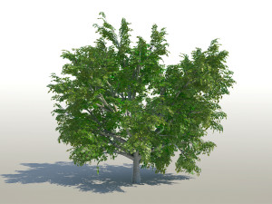 maple acer tree 02 archviz 3D 모델
