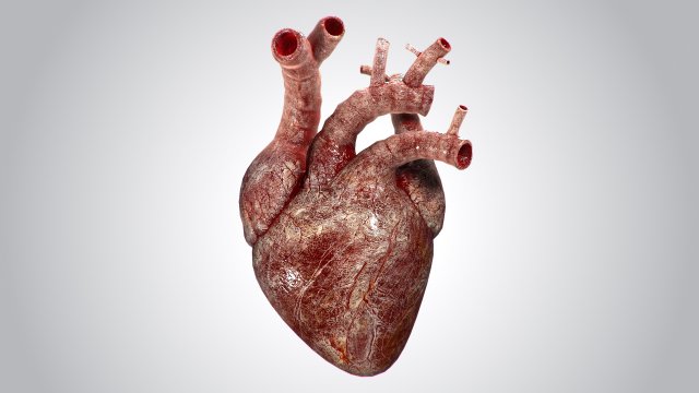 heart bloody rigged animated 3D 模型 .c4d .max .obj .3ds .fbx .stl .blend 