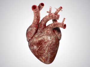 heart bloody rigged animated 3D Model