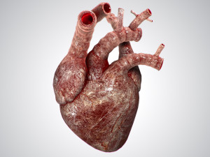 heart bloody rigged animated 3D 模型