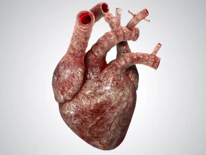 heart bloody rigged animated 3D Model