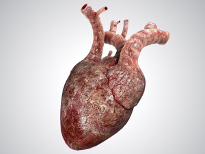 heart bloody rigged animated 3D 模型