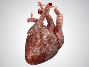 heart bloody rigged animated 3D 模型