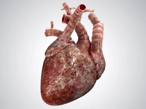 heart bloody rigged animated 3D Model
