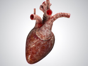 heart bloody rigged animated 3D 模型