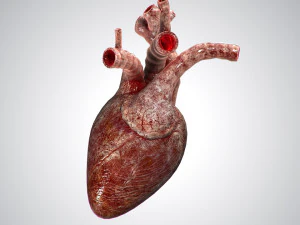 heart bloody rigged animated 3D Model