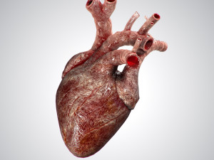 heart bloody rigged animated 3D 模型