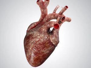 heart bloody rigged animated 3D Model