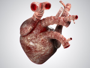 heart bloody rigged animated 3D 模型