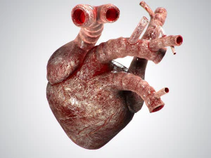 heart bloody rigged animated 3D Model
