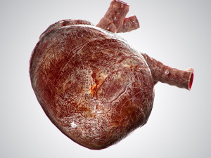 heart bloody rigged animated 3D 模型