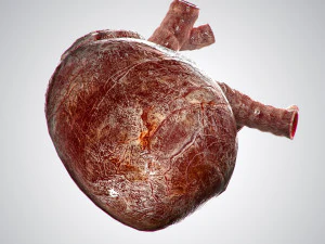 heart bloody rigged animated 3D Model