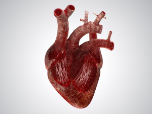 heart bloody rigged animated 3D 模型