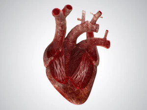 heart bloody rigged animated 3D Model