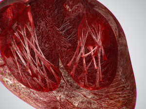 heart bloody rigged animated 3D 模型