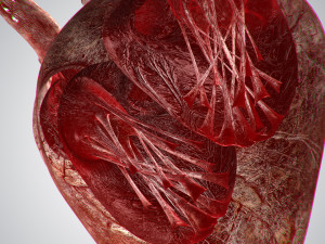 heart bloody rigged animated 3D 模型