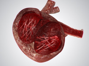 heart bloody rigged animated 3D 模型