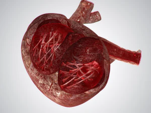 heart bloody rigged animated 3D Model