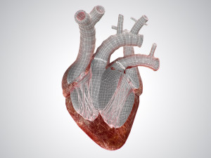 heart bloody rigged animated 3D 模型