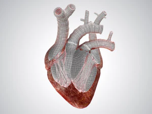 heart bloody rigged animated 3D Model