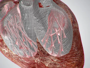 heart bloody rigged animated 3D Model