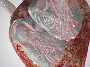 heart bloody rigged animated 3D Model