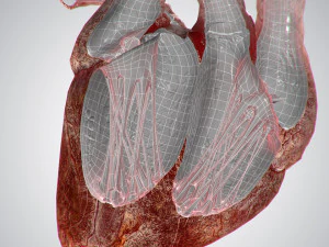 heart bloody rigged animated 3D Model