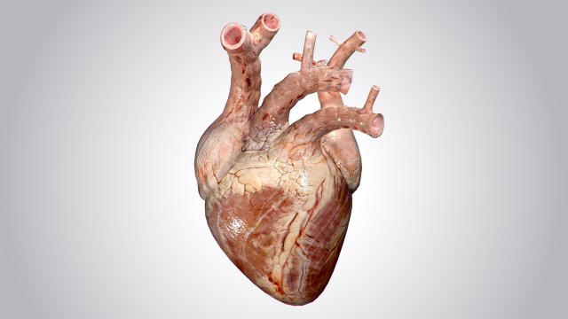 heart no blood rigged animated 3D Model .c4d .max .obj .3ds .fbx .stl .blend 