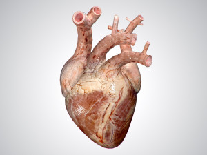 heart no blood rigged animated 3D Model