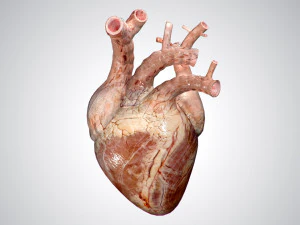 हार्ट नो ब्लड रिग्ड एनिमेटेड 3D मॉडल