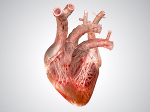 heart no blood rigged animated 3D Model