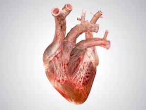 heart no blood rigged animated 3D Model