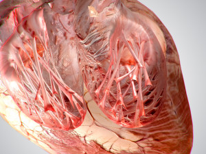 heart no blood rigged animated 3D Model